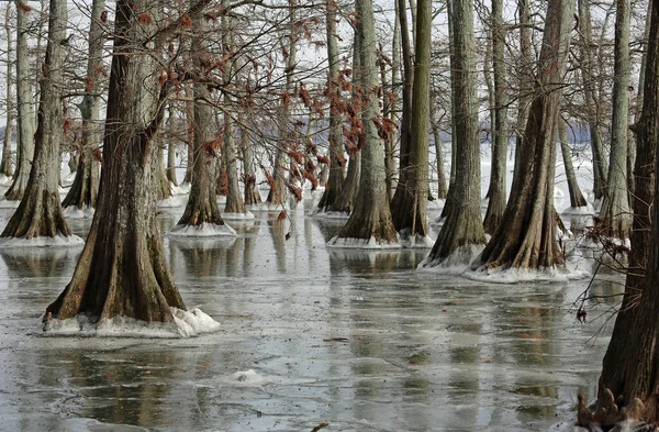 Donmuş göldeki selvi ağaçları - Reelfoot Gölü Eyalet Parkı, Tennessee