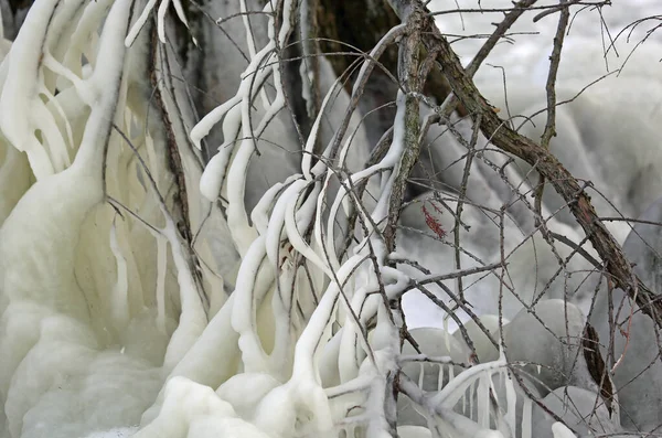 Κατεψυγμένα Κλαδιά Reelfoot Lake State Park Τενεσί — Φωτογραφία Αρχείου