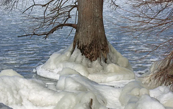 Δέντρο Στην Παγωμένη Λίμνη Reelfoot Lake State Park Τενεσί — Φωτογραφία Αρχείου