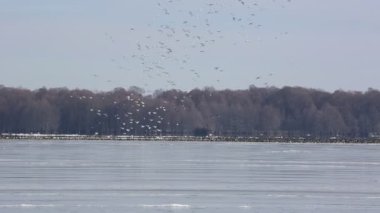 Kar kazları Reelfoot Gölü, Tennessee 'ye indi