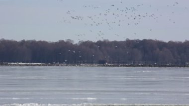 Kar kazı göçü - Reelfoot Gölü, Tennessee
