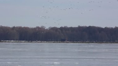 Donmuş göldeki kaz sürüsü - Reelfoot Gölü, Tennessee