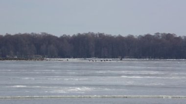 Kazlar ve Kartallar - Reelfoot Gölü, Tennessee