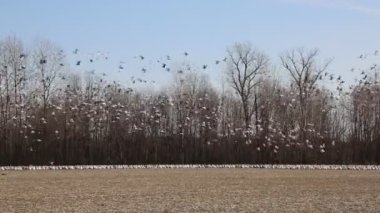 Sürü kalkıyor - Reelfoot Gölü, Tennessee