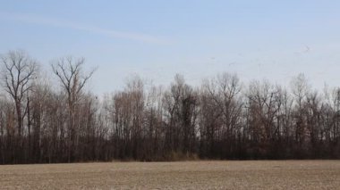 Ağaçların üzerindeki kar kazları - Reelfoot Gölü, Tennessee