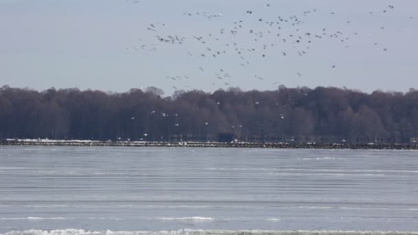Snow Goose Migration Reelfoot Lake Tennessee — Video