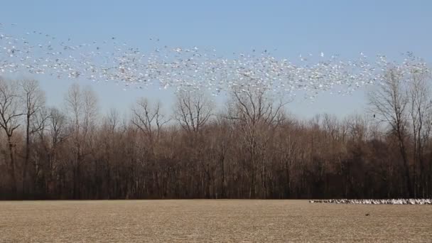 Snow Goose Migrating Reelfoot Lake Tennessee — Video