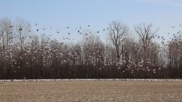 Flock Taking Reelfoot Lake Tennessee — Video