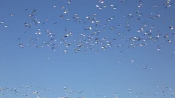 Snow Geese Blue Sky Reelfoot Lake Tennessee — Stock Video