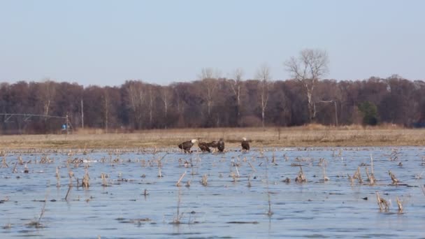 Group Bald Eagles Reelfoot Lake Tennessee — Video