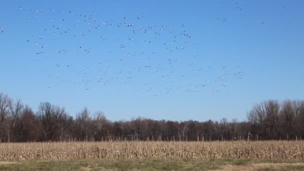 Snow Geese Flying Corn Field Reelfoot Lake Tennessee — Video