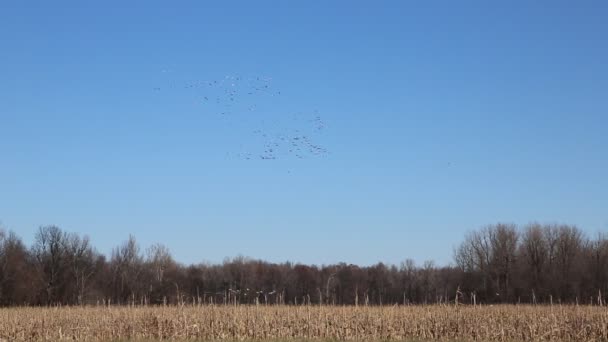 Snow Geese Corn Field Reelfoot Lake Tennessee — Video