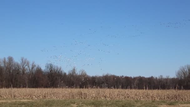 Snow Geese Falling Reelfoot Lake Tennessee — Video