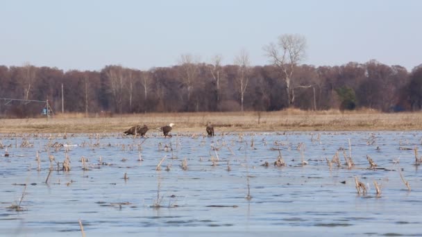 Hungry Eagles Reelfoot Lake Tennessee — Video