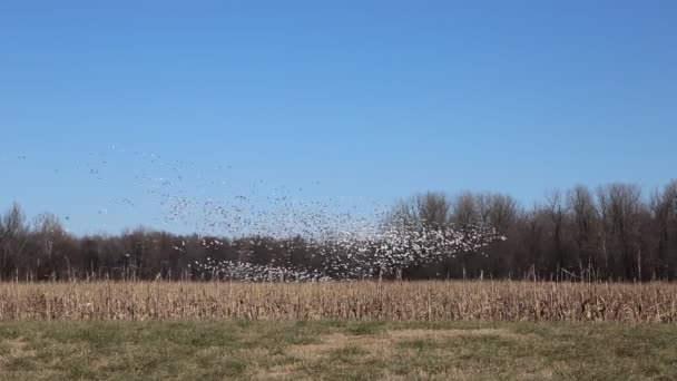 Flock Dancing Snow Geese Reelfoot Lake Tennessee — Video