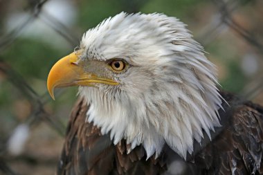 Kel kartal kafası - Reelfoot Gölü Eyalet Parkı, Tennessee