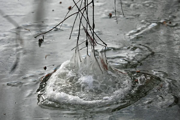 Παγωμένη Λίμνη Αγγίζοντας Κλαδιά Reelfoot Lake State Park Τενεσί — Φωτογραφία Αρχείου