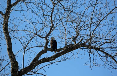 Ağaçtaki kel kartal - Reelfoot Gölü Eyalet Parkı, Tennessee