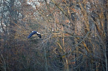 Kel kartal uçuyor - Reelfoot Gölü Eyalet Parkı, Tennessee