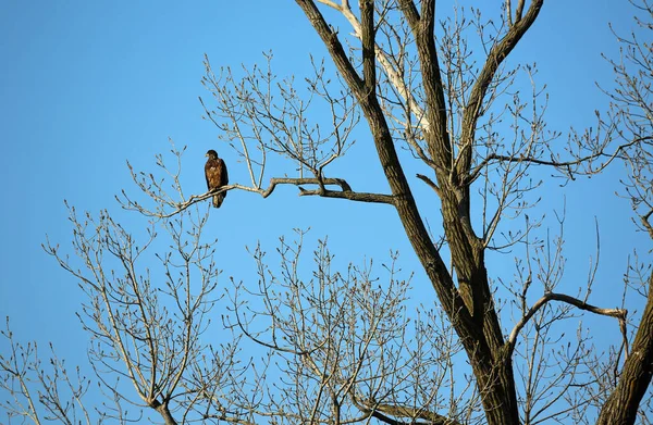 木の上の黄金のワシ リーフットレイク州立公園 テネシー州 — ストック写真