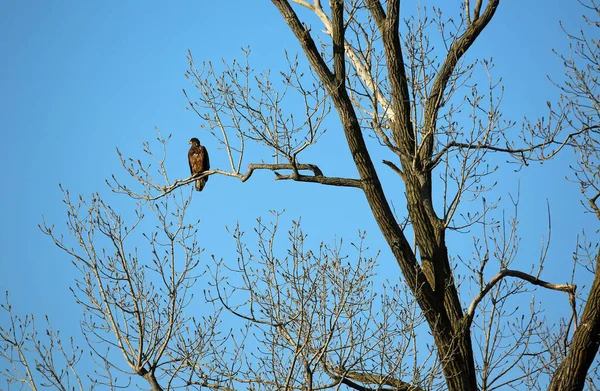 Gouden Adelaar Boom Reelfoot Lake State Park Tennessee — Stockfoto