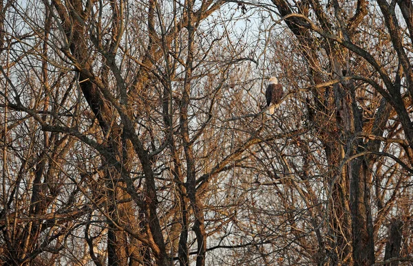 Kale Adelaar Het Bos Reelfoot Lake State Park Tennessee — Stockfoto