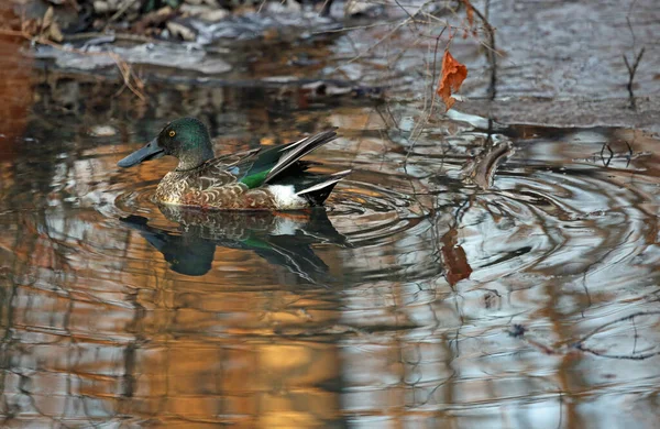 Pato Norte Parque Estadual Reelfoot Lake Tennessee — Fotografia de Stock