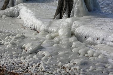 Gölün donmuş kenarı - Reelfoot Gölü Eyalet Parkı, Tennessee