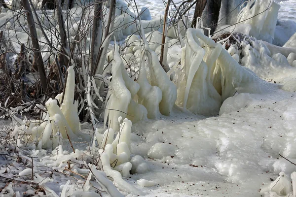 Cespugli Congelati Reelfoot Lake State Park Tennessee — Foto Stock