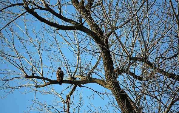 Χρυσαετός Στο Κλαδί Reelfoot Lake State Park Τενεσί — Φωτογραφία Αρχείου