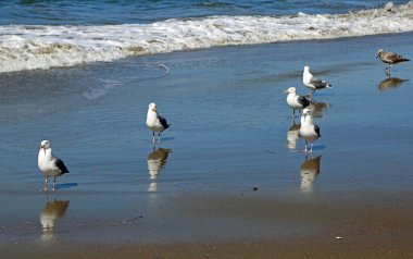 Sea Gulls - San Francisco, California
