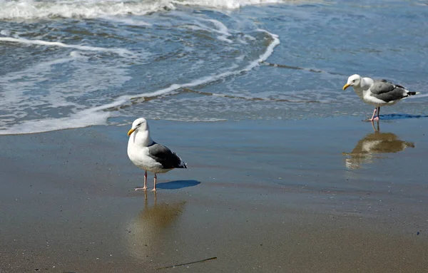 Möwe San Francisco Kalifornien — Stockfoto