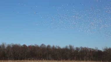 Mavi gökyüzünde kar kazları - Reelfoot Gölü Eyalet Parkı, Tennessee