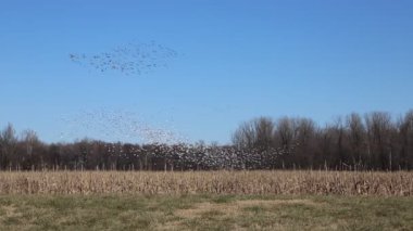 Güzel kar kazları sahnesi - Reelfoot Gölü Eyalet Parkı, Tennessee