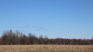 Kazların Dalgası - Reelfoot Gölü Eyalet Parkı, Tennessee