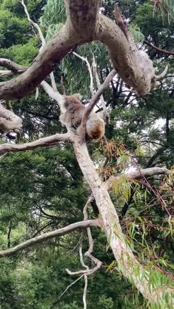 Koala Klättring Ner Victoria Australien — Stockvideo