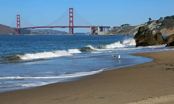 Birds Golden Gate San Francisco California — Foto Stock