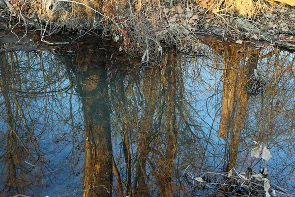 Reflexão Espelho Árvores Tennessee Reelfoot Lake — Fotografia de Stock