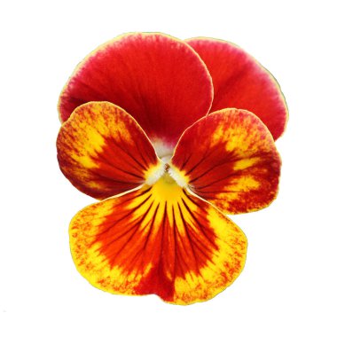 Kırmızı sarı Pansy çiçeği - beyaz arkaplanda izole