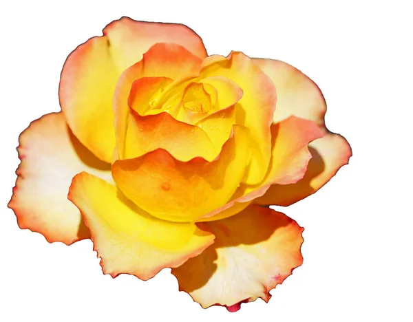 Rosa Isolata Sfondo Bianco — Foto Stock