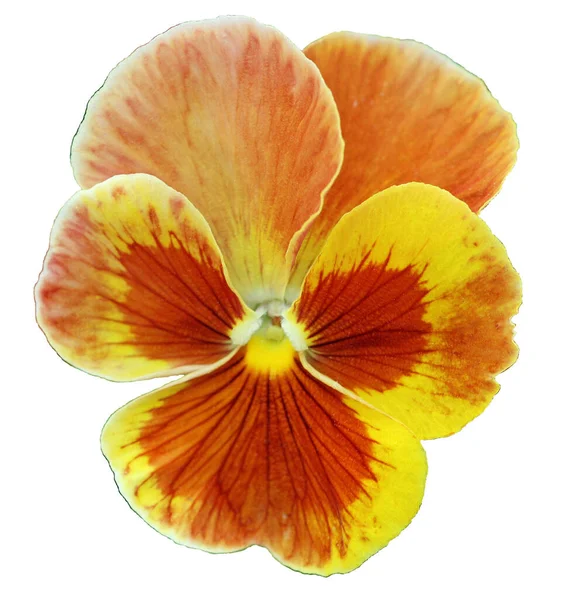 Pansy Vicino Giallo Marrone Isolato Sfondo Bianco — Foto Stock