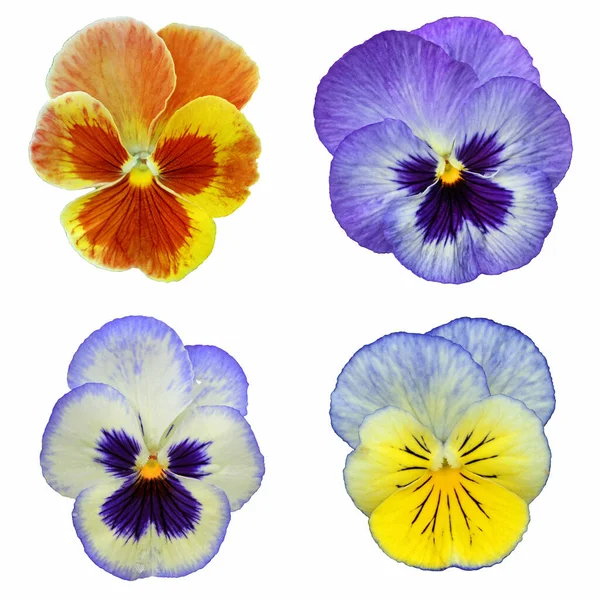 Colagem Com Flores Pansy Isolado Fundo Branco — Fotografia de Stock