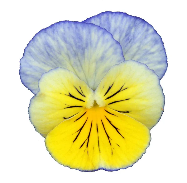 Pansy Blu Brillante Giallo Isolato Sfondo Bianco — Foto Stock