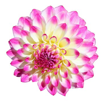 Pembe beyaz yıldız çiçeği - beyaz arkaplanda izole edilmiş