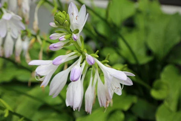 Hosta Bloem Close Afbeelding Met Een Bloem — Stockfoto