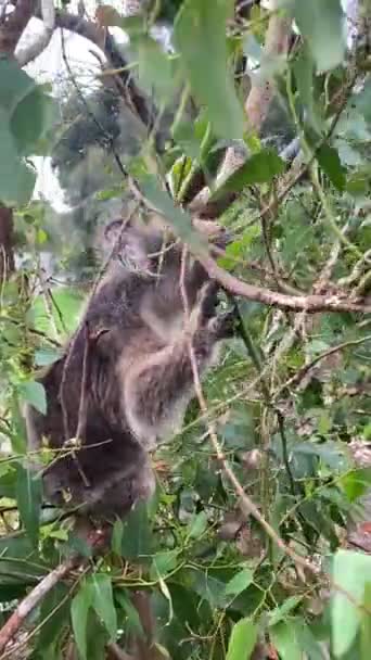 Mananca Koala Mici Australia — Videoclip de stoc
