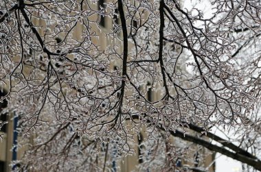 Buzda şubeler, Toledo, Ohio