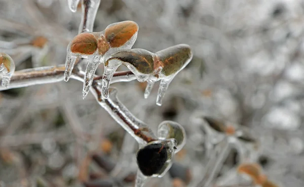 Frozen Leaves Toledo Ohio — Stock Photo, Image