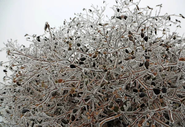 Frozen Bush Toledo Ohio — Stock Photo, Image
