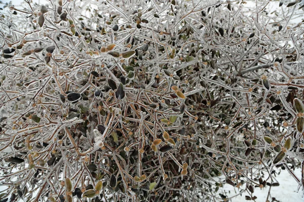 Bush Ice Toledo Ohio — Stock Photo, Image